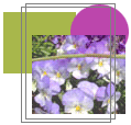 Graphic Design